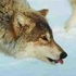 Avatar for wolf667