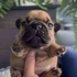 puggox 的头像