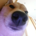 kennydoge39 的头像