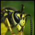 Avatar for crazy_wasp