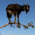 Awatar dla TreeGoat