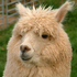 Avatar for Alpaca43