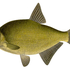 Avatar for Iwulfisk