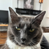 Helloskibidis için avatar