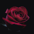 Avatar for Evil_Biscuit