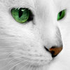 Avatar for bobson_555