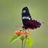 Avatar für Butterfly_FBI