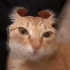 Avatar di PortalRadioUwU