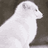 Avatar for YsidorusFuchs