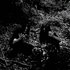 Avatar for Morbid Forest Filled With Hedgehogs