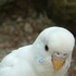 Avatar di King_Of_Budgies