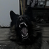 Avatar de junkdog666