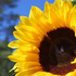 Avatar for Sunflowerglow70