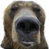 Avatar for braggadocios11