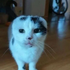 Spysi_ 的头像