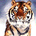 Avatar de PixelatedDream