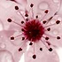 Аватар для Cherry_Blossom_
