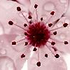 Avatar de Cherry_Blossom_