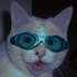Avatar for e-viscerator