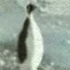 ilayabr için avatar