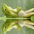 DaBattlefrog 的头像