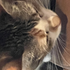 Avatar for sillymow