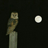 Аватар для ArcticWhiteOwl