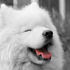 Avatar di Shoobo_uwu