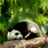 Avatar di cool45673