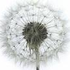 Pusteblume86 的头像