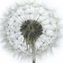 Avatar de Pusteblume86