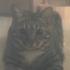 gauge__ 的头像