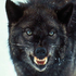 Avatar für WolfShadow