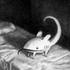 Avatar for TechOwl