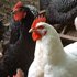 Chickens 的头像
