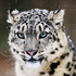 Avatar for Sn0w_Le0pard