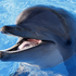 Avatar for DolphinMaster