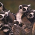 Avatar de LemurLepke