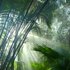 Avatar for Rainforest sounds