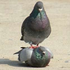 Avatar di scarypidgeon