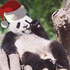 LazyPanda5 的头像