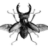 Avatar de coleoptera00