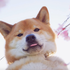 Avatar for fancyshiba