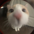 m1lfedup 的头像