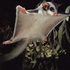 Avatar di sugargliders