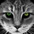 Avatar di GreanKitten