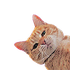 pancaake için avatar
