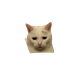 Avatar for AnniekvdM