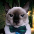 Avatar for Bast3rlesd