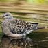 Avatar för Turtledove